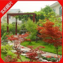 【日本紅楓】最新最全日本紅楓 產(chǎn)品參考信息